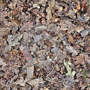 High resolution seemless texture of forest ground with autumn leaves for 3d modelling with more than 6 megapixel in size