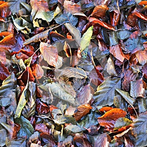 High resolution seemless texture of forest ground with autumn leaves for 3d modelling with more than 6 megapixel in size