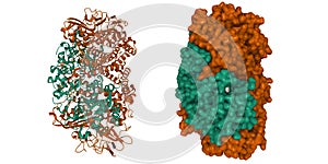 High resolution structure of native hydrogenase (Hyd-1) from Escherichia coli photo