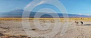 High resolution wide panorama of two plains zebra Equus quagga,