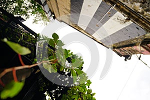 High-rise building covered with plants