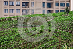 High rise residential areas with rural view