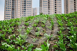 High rise residential areas with rural view