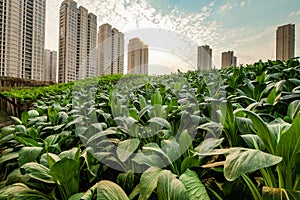 High rise residential areas with rural view