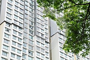 High-rise residential flat white apartments with tropical raintrees in Singapore