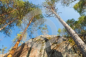 High rock and pines in the national park Repovesi, Finland