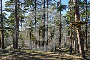High rope bridge in a pine forest, part of a ropes course