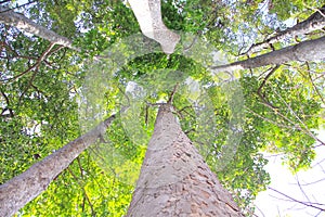 High rubber tree Dipterocarpus alatus Roxbwith green leaf on branch on sky  background, natural tropical under view