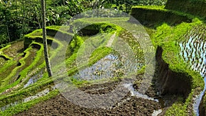 High shot of rice terraces at tegallang, bali photo