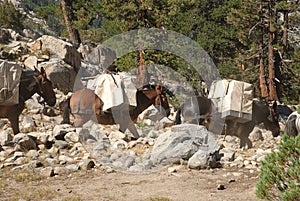 High Sierra mule train in the wilderness