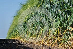 High smooth stems of hybrid barley wall stretch to the blue sky