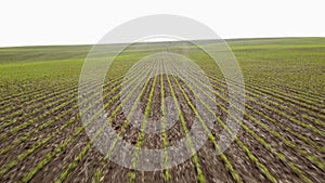 High speed over rows of of crops growing