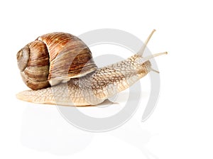 High-speed snail