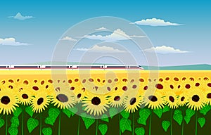 Il treno correre attraverso da girasole 