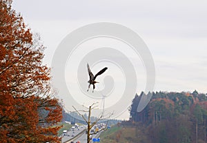 High speed wind turbines and birds photo