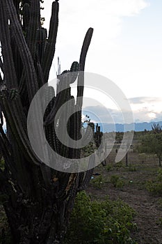 High spined cactus at Sunset Desert