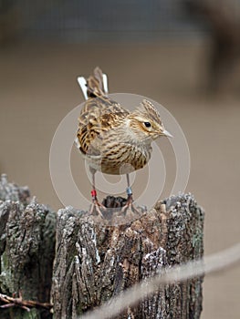 High-spirited perky Eurasian Skylark.