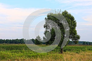 high spreading tree in the field among the grass