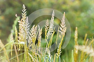 High spring grass