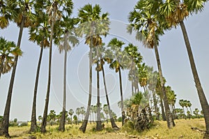 High sugar palm trees on blue sky background in the field