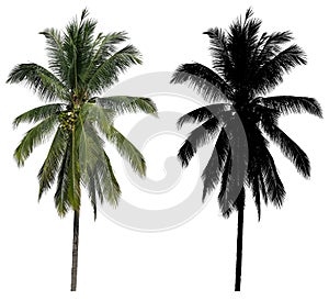 A high and tall coconut palm tree with black alpha mask isolated on white background