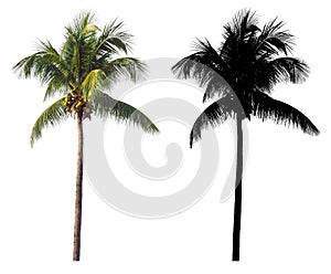 A high and tall coconut palm tree with black alpha mask isolated on white background.