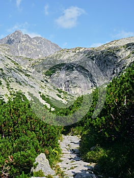 High Tatras above a stone hiking trail among green rhododendrons in Slovakia