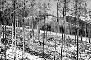 High Tatras cottage