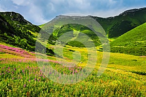 Vysoké Tatry horská zelená lúka s divokými kvetmi