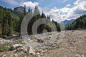 High Tatras Mountains Trees