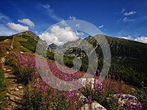 High tatras slovakia summer flowers mountain