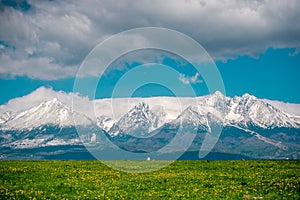 High Tatras during spring time in Slovakia. Field with yellow dandelions