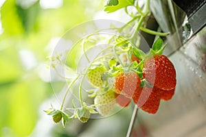 High Technology Farming in Close System with Organic hydroponic Strawberry