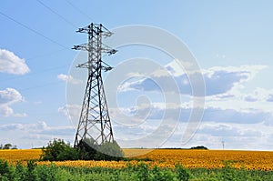 A high-tension line in the field of sunflowers.