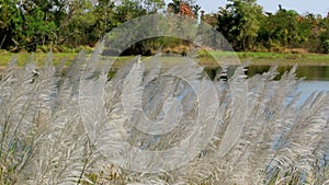 High thickets of reeds