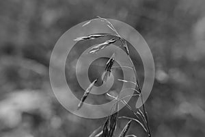 On a high, thin stalk, dry grass swaying in the wind like spikelets.