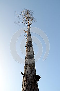 High tree against the sky