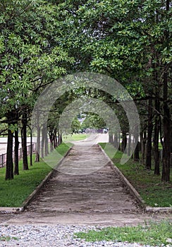 High tree arch along the concrete way