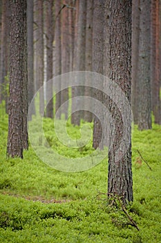 High tree forest with vibrant grass, vertical