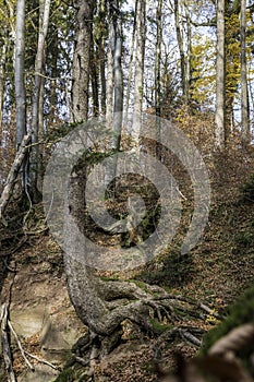 A high tree growing on a huge rock