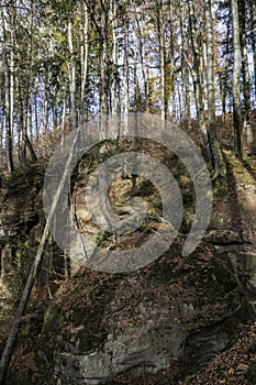 A high tree growing on a huge rock