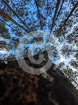 high tree from lower view