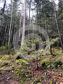 High Tree Nature Dark Forest