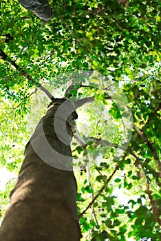 High tree in the park