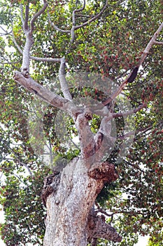 High tree under view natural background