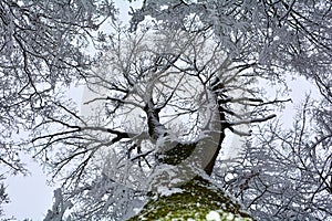 High tree with a view of the snow-covered treetop