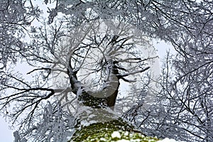 High tree with a view of the snow-covered treetop