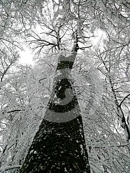 High tree with a view of the snow-covered treetop