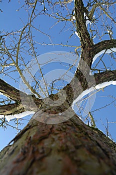 High tree with a view of the snow-covered treetop and sky