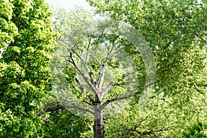 High tree with white bark aspen or poplar